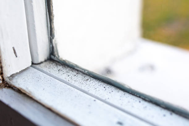 Best Dehumidification Services  in Highland Lakes, AL