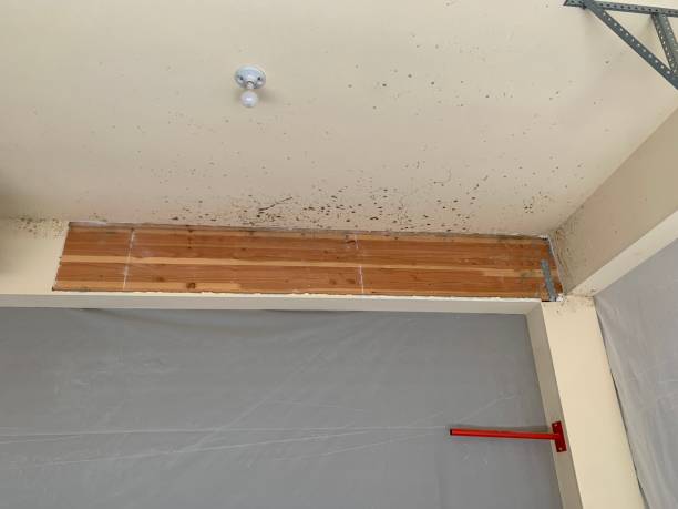 Best Water Damage & Mold Remediation  in Highland Lakes, AL