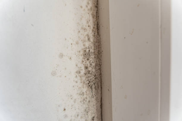 Professional Mold Removal in Highland Lakes, AL