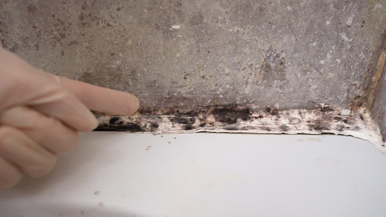  Highland Lakes, AL Mold Removal Pros