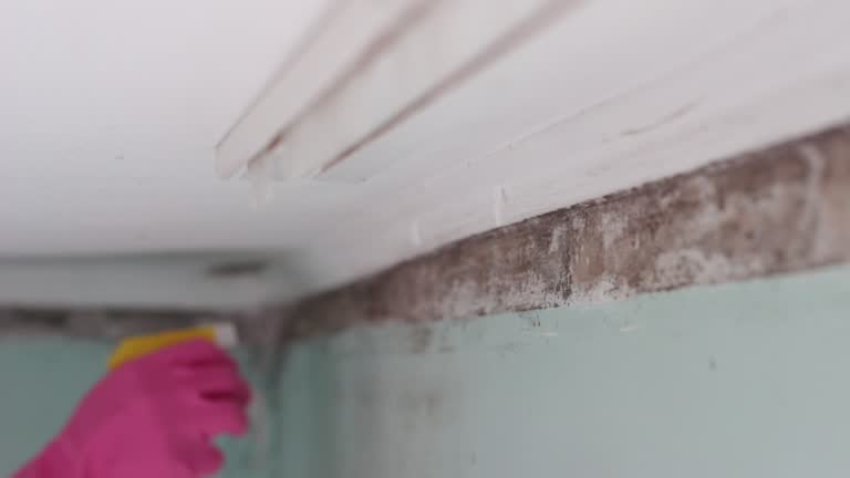 Best Mold Removal for HVAC Installations  in Highland Lakes, AL
